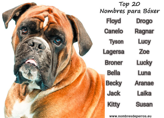 Ideias de nomes para cachorro Boxer