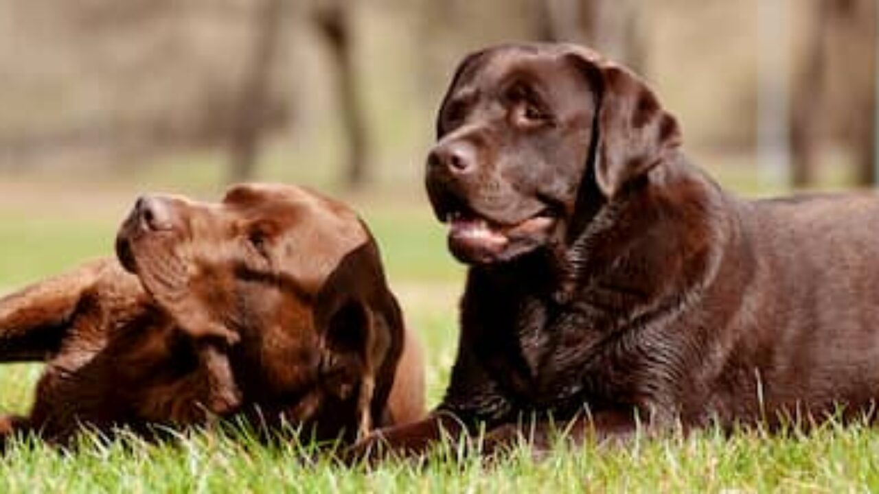 150 NOMES para cachorros marrons - Originais e criativos!